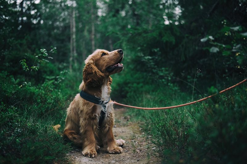 adorable-animal-canine-1254140-(1).jpg